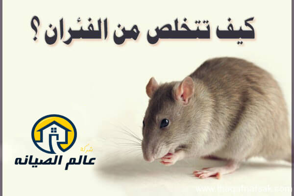 شركة مكافحة الفئران بالرياض
