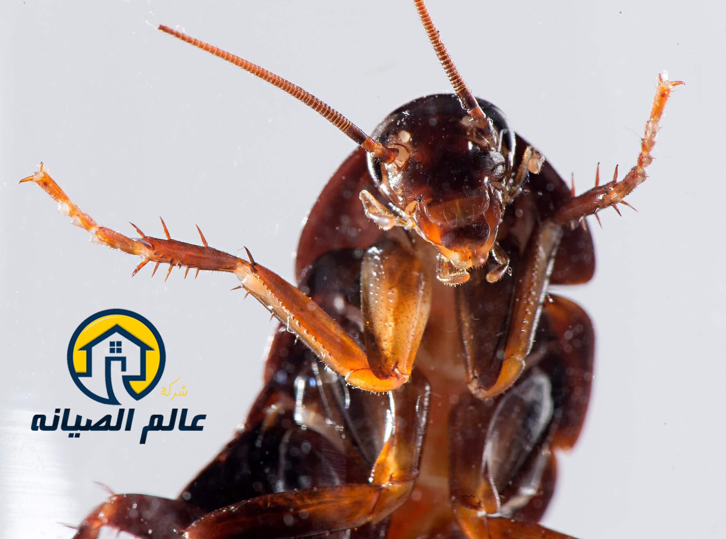 شركة مكافحة الصراصير بالدمام