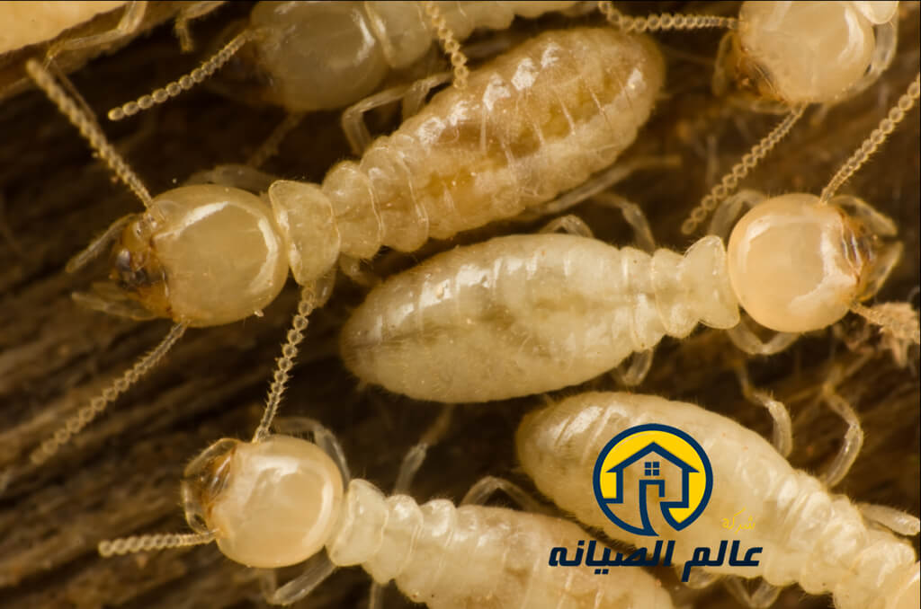 شركة مكافحة النمل الأبيض بالرياض