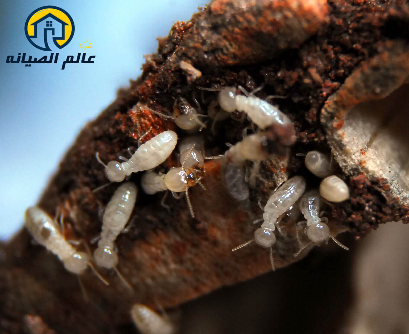 شركة مكافحة النمل الأبيض بالرياض