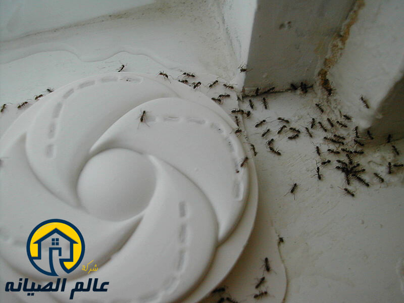 شركة مكافحة النمل الاسود بالرياض