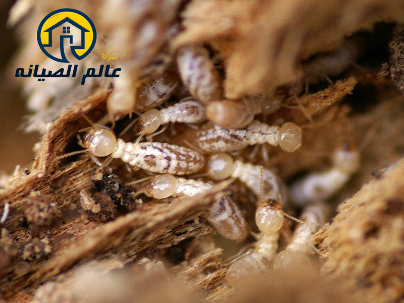 شركة مكافحة النمل الابيض بالدمام