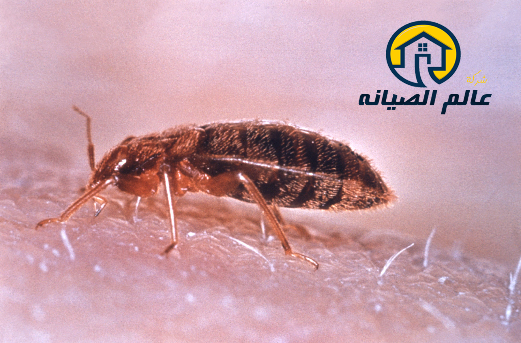 شركة مكافحة البق بالرياض