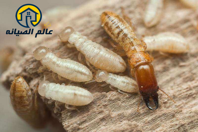 شركة مكافحة النمل الابيض بالدمام