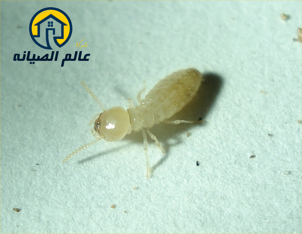 شركة مكافحة النمل الابيض بالدمام
