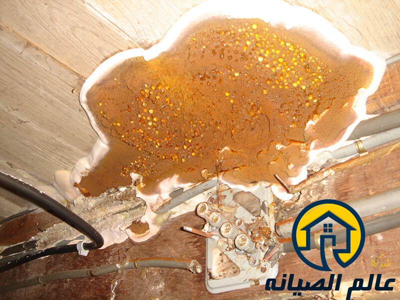 شركة مكافحة النمل الابيض بالدمام