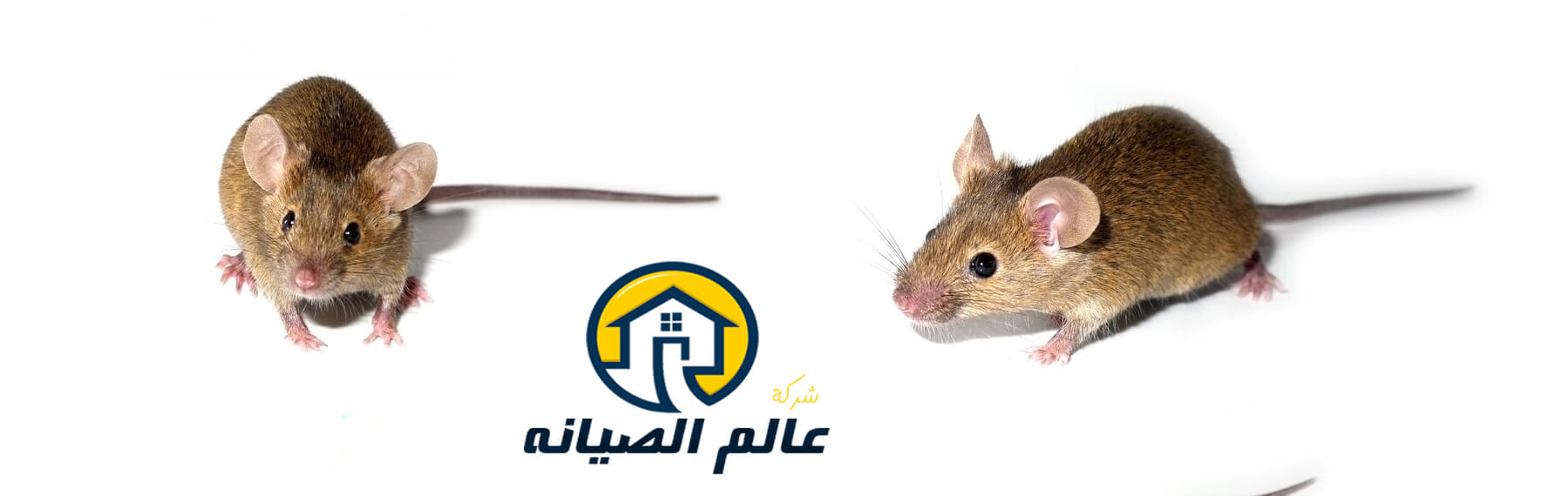 شركة مكافحة الفئران بالدمام