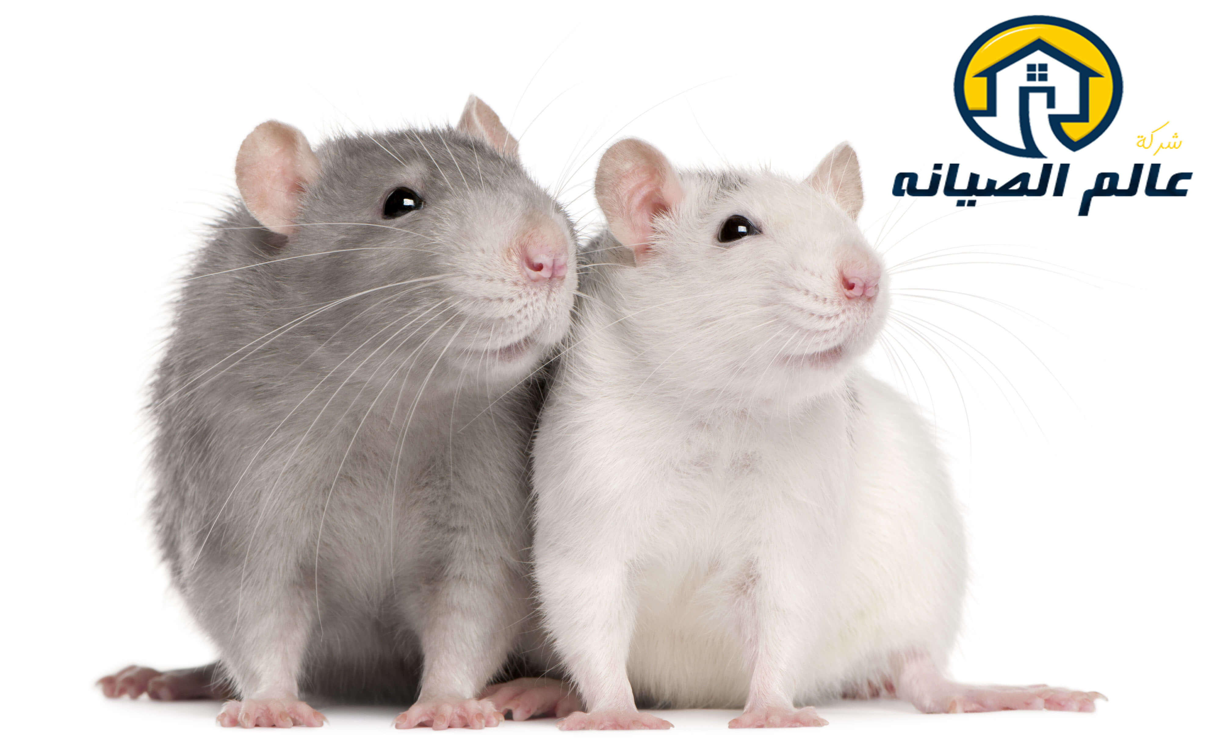 شركة مكافحة الفئران بالدمام