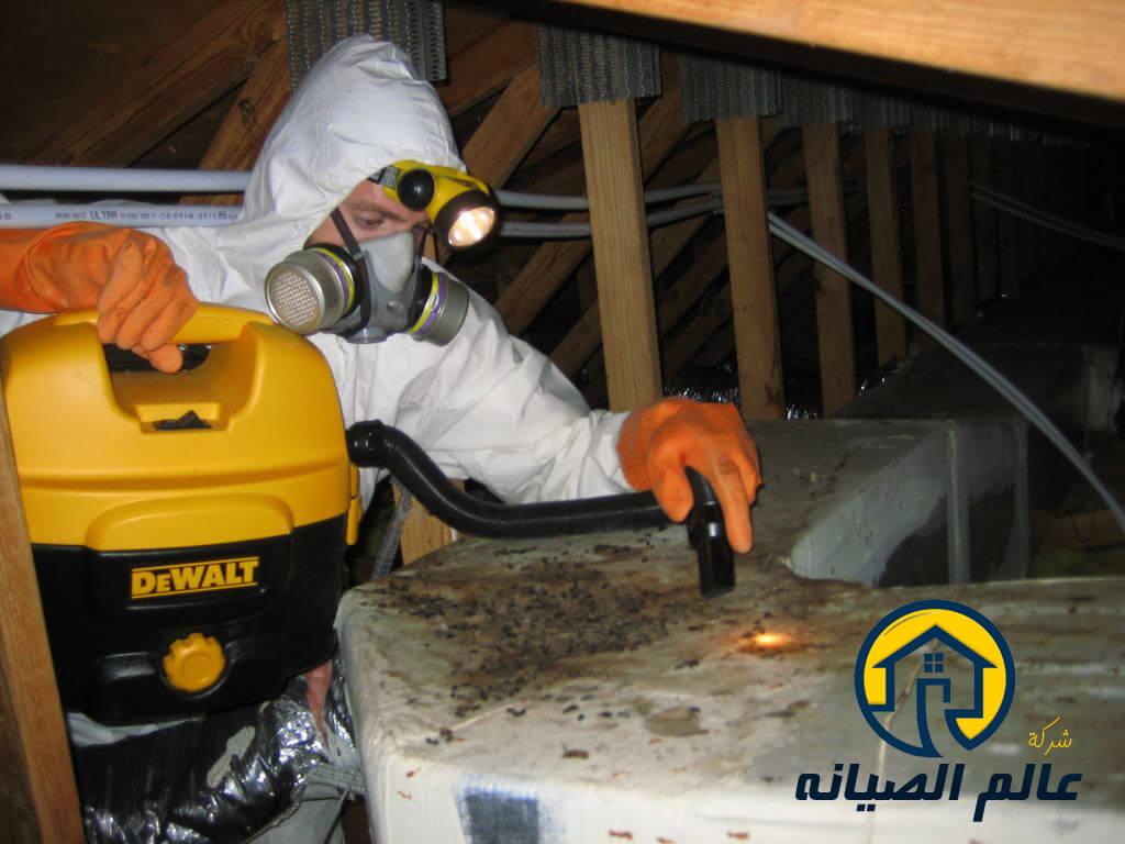 شركة مكافحة الفئران بالدمام
