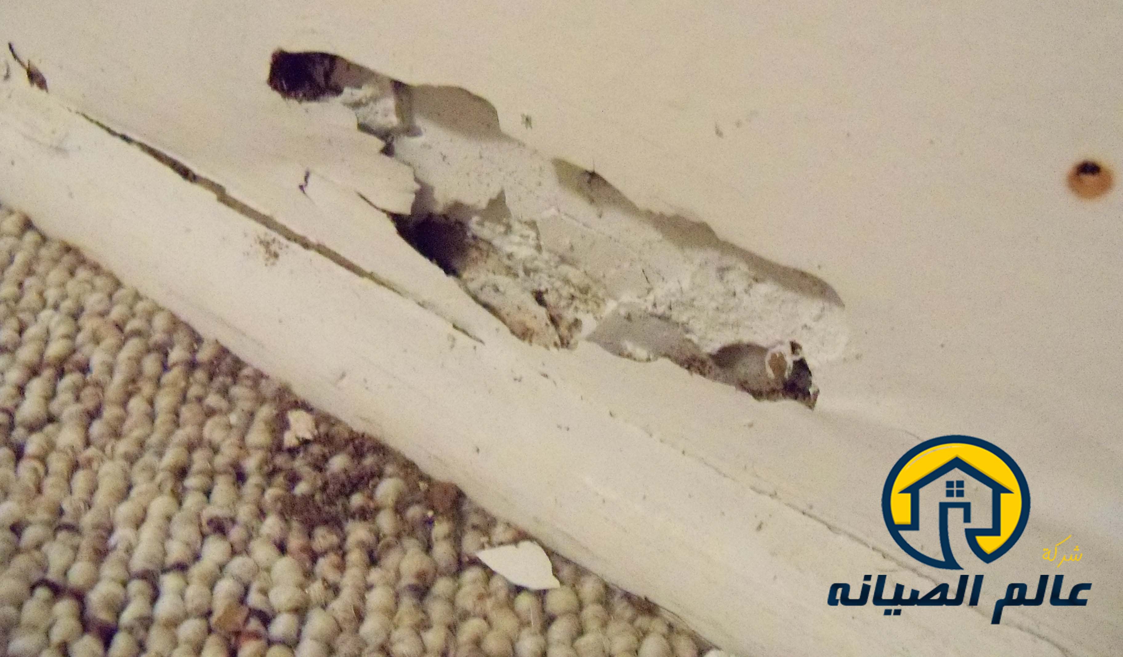 شركة مكافحة النمل الابيض بالدمام