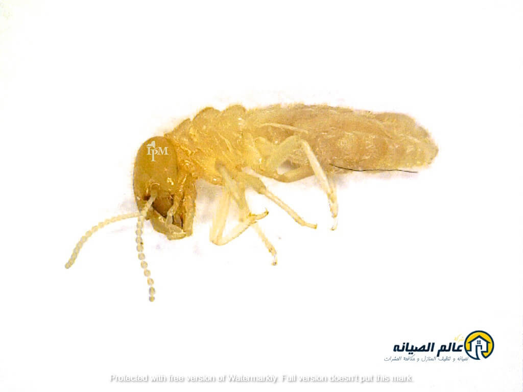 شركة مكافحة النمل الابيض بالدمام