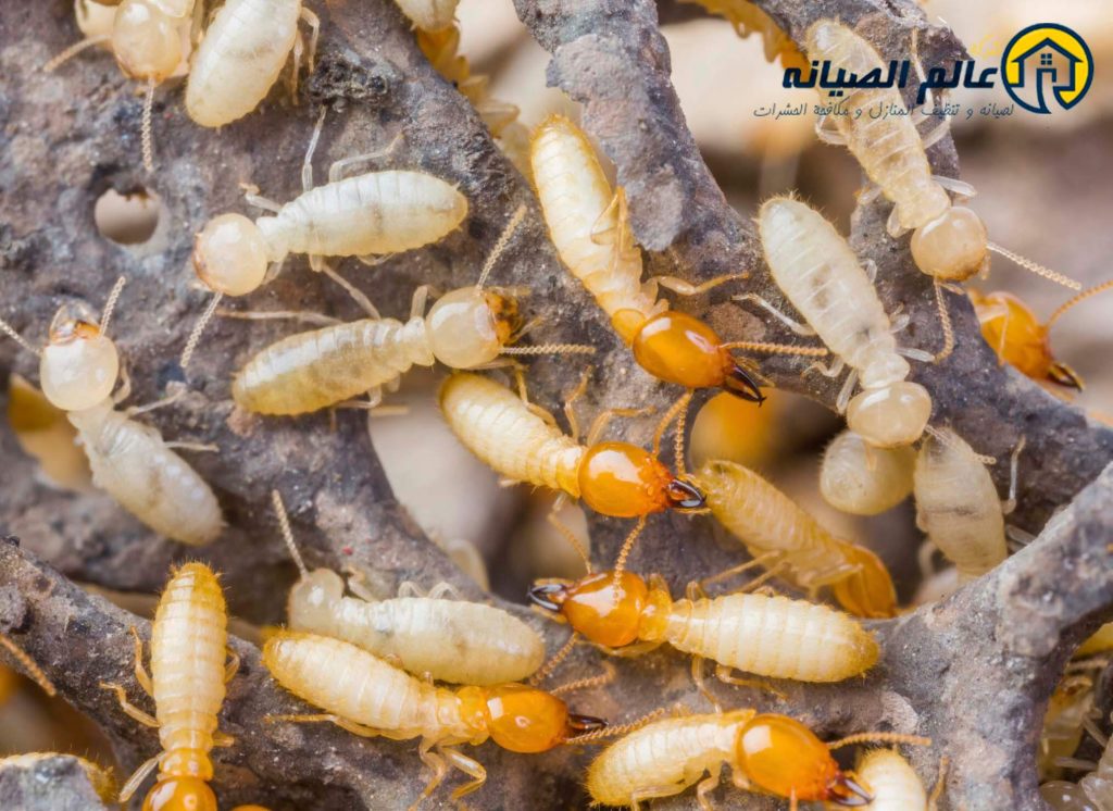 شركة مكافحة النمل الابيض بالطائف