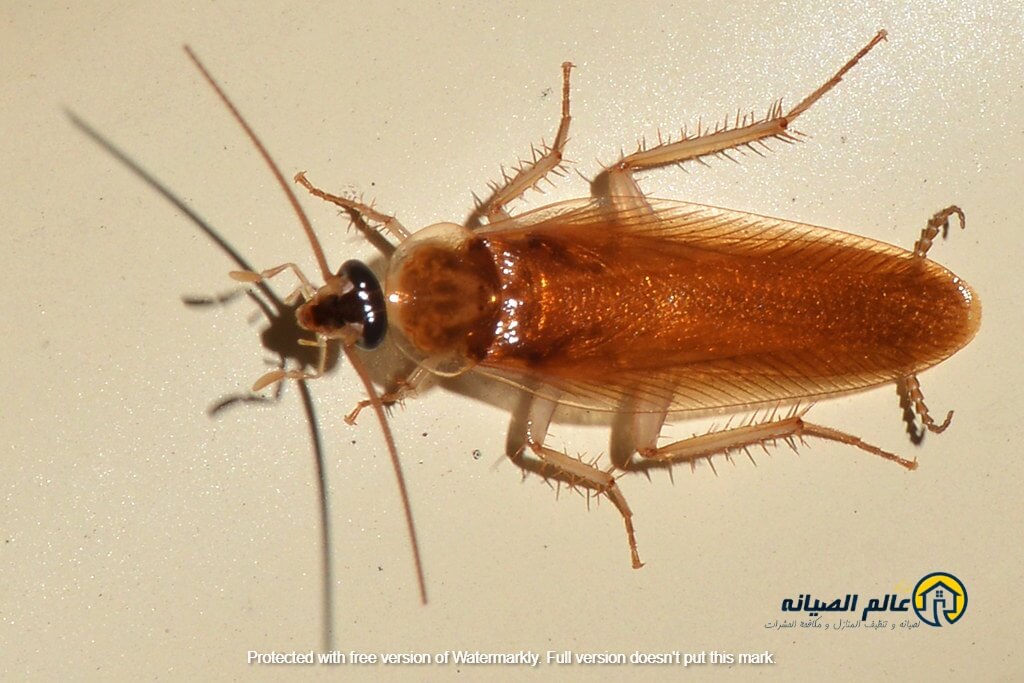 شركة مكافحة الصراصير بالدمام