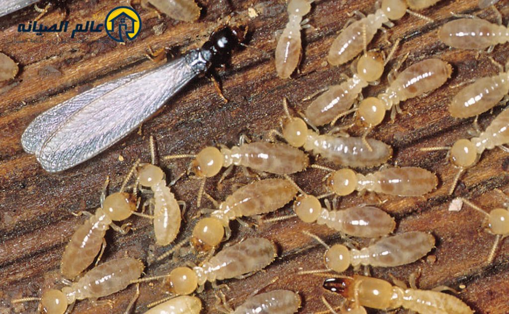 شركة مكافحة النمل الابيض بالطائف
