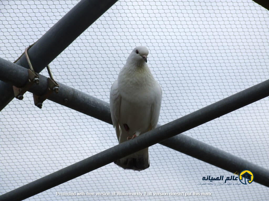 شركة تركيب طارد حمام بالرياض