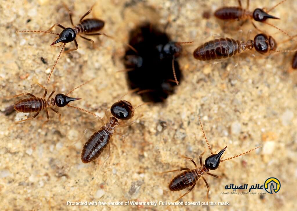 شركة مكافحة النمل الابيض بالدمام