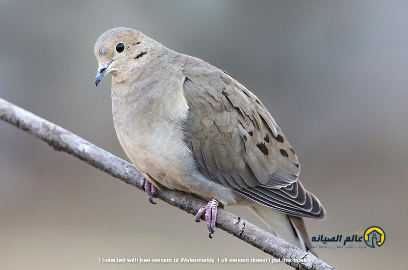 شركة تركيب طارد حمام بالرياض