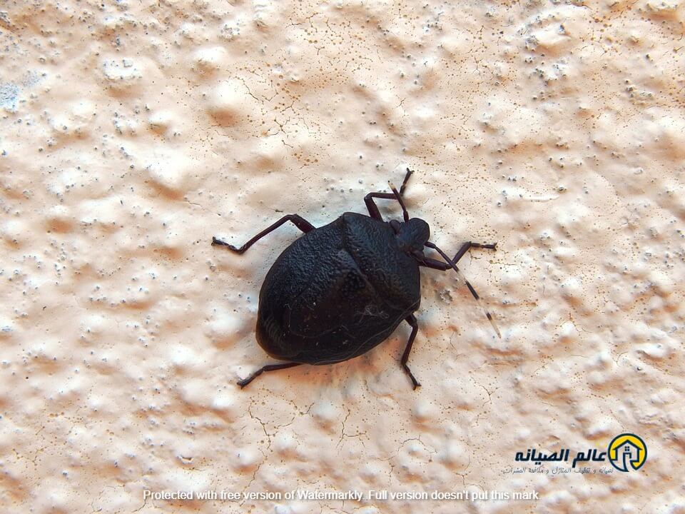 شركة مكافحة البق بالرياض