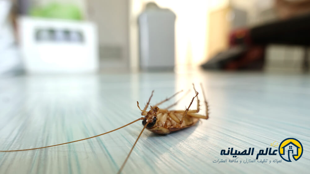 شركة مكافحة حشرات بالطائف