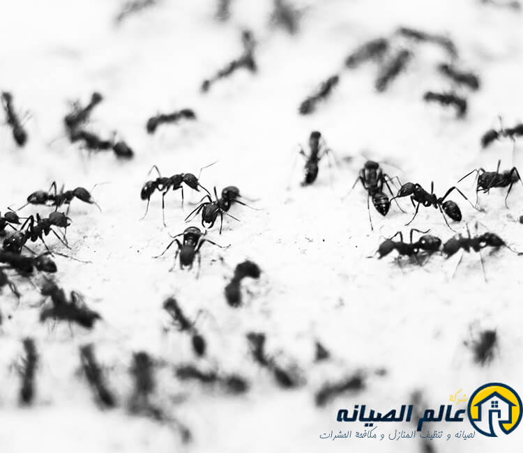 شركة مكافحة حشرات بالرياض