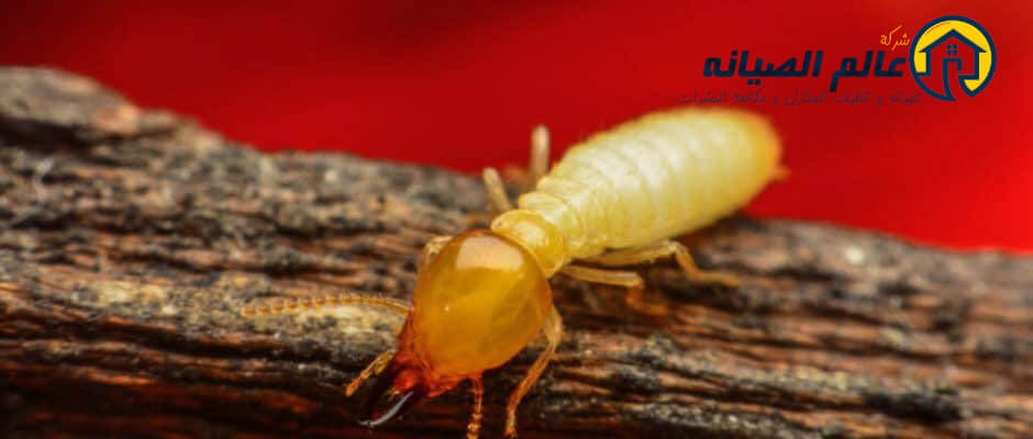 شركة مكافحة النمل الابيض بالاحساء
