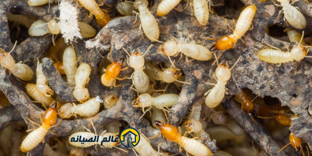 شركة مكافحة النمل الابيض بالاحساء