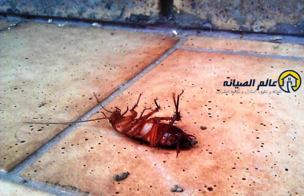 شركة مكافحة حشرات بالاحساء