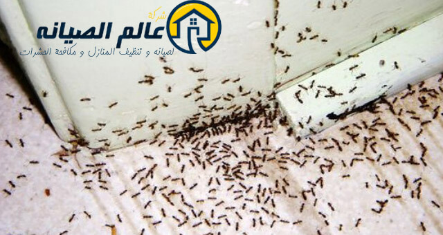 شركة مكافحة حشرات بالطائف