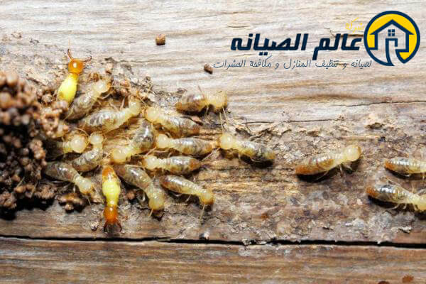 شركة مكافحة النمل الابيض بجدة