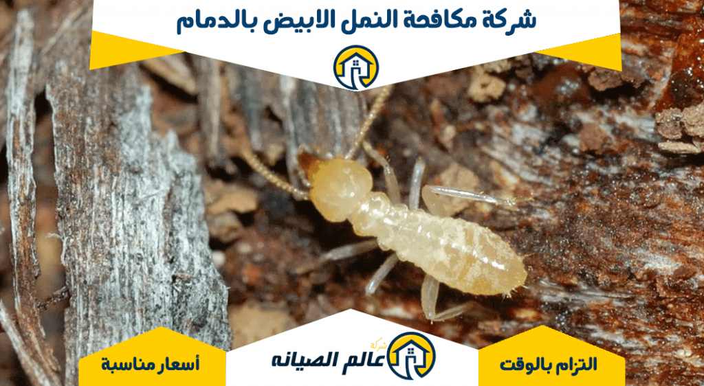 شركة مكافحة النمل الابيض بالدمام
