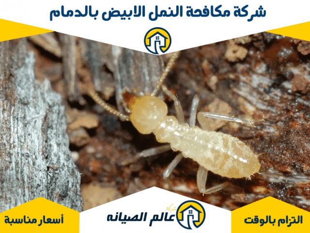 شركة مكافحة النمل الابيض بالدمام