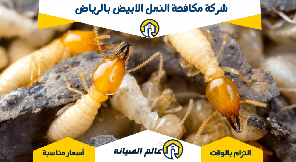 شركة مكافحة النمل الابيض بالرياض