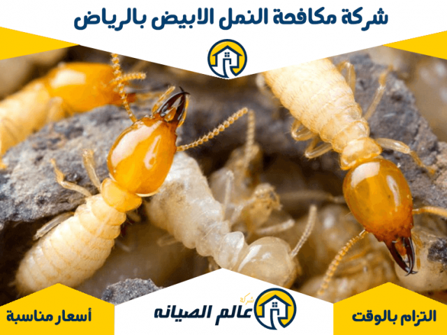 شركة مكافحة النمل الابيض بالرياض