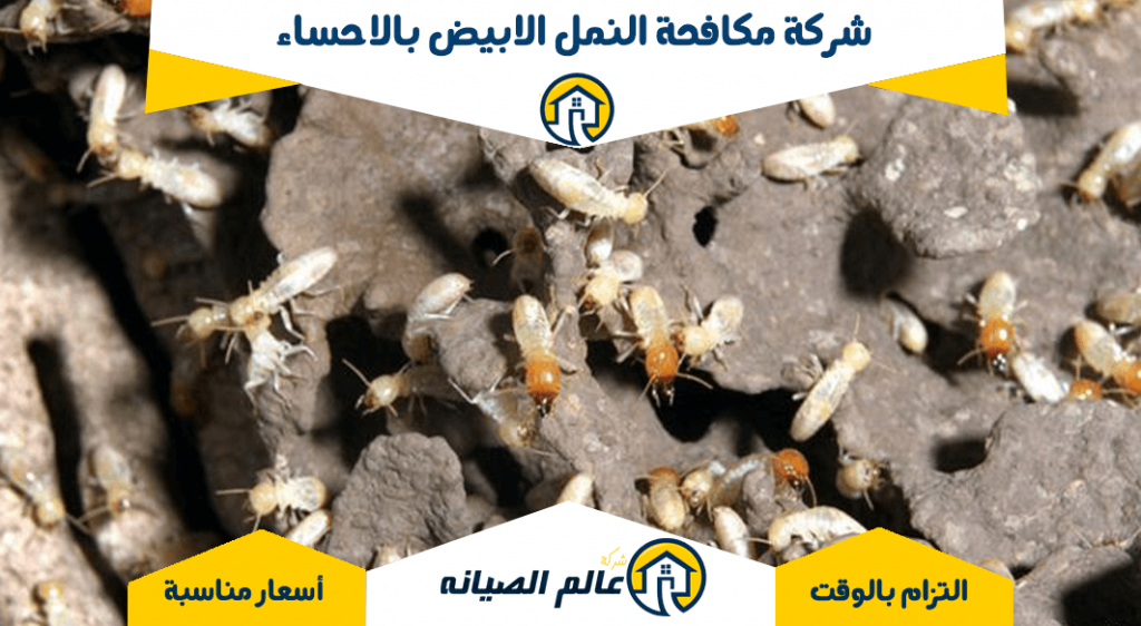 شركة مكافحة النمل الابيض بالاحساء