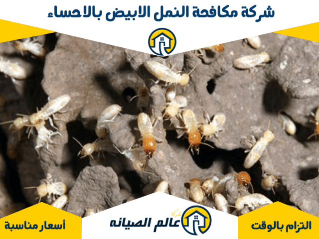شركة مكافحة النمل الابيض بالاحساء