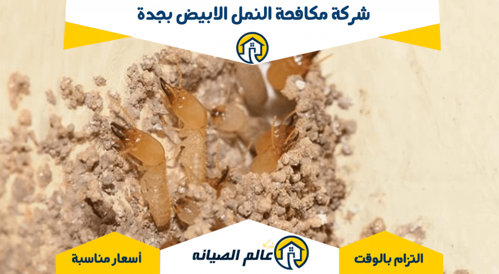 شركة مكافحة النمل الابيض بجدة