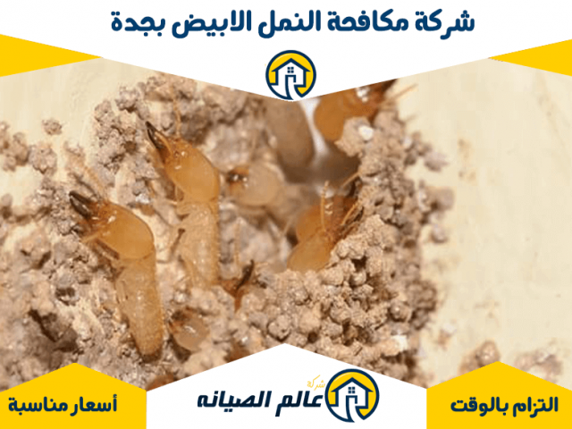 شركة مكافحة النمل الابيض بجدة