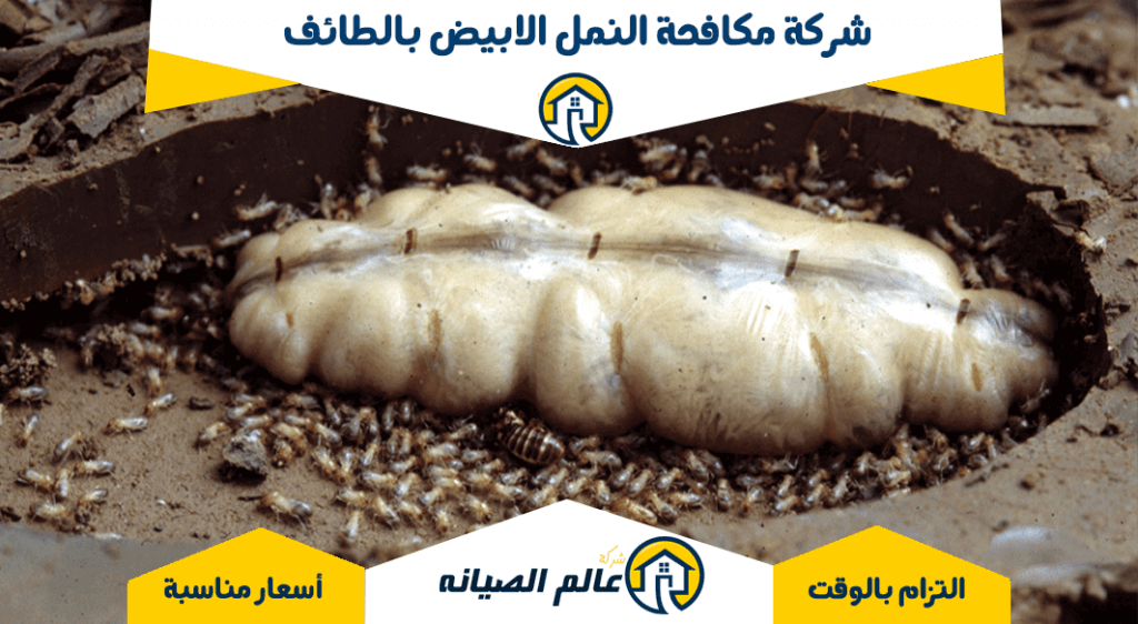 شركة مكافحة النمل الابيض بالطائف: خدمات فعالة لحماية منزلك