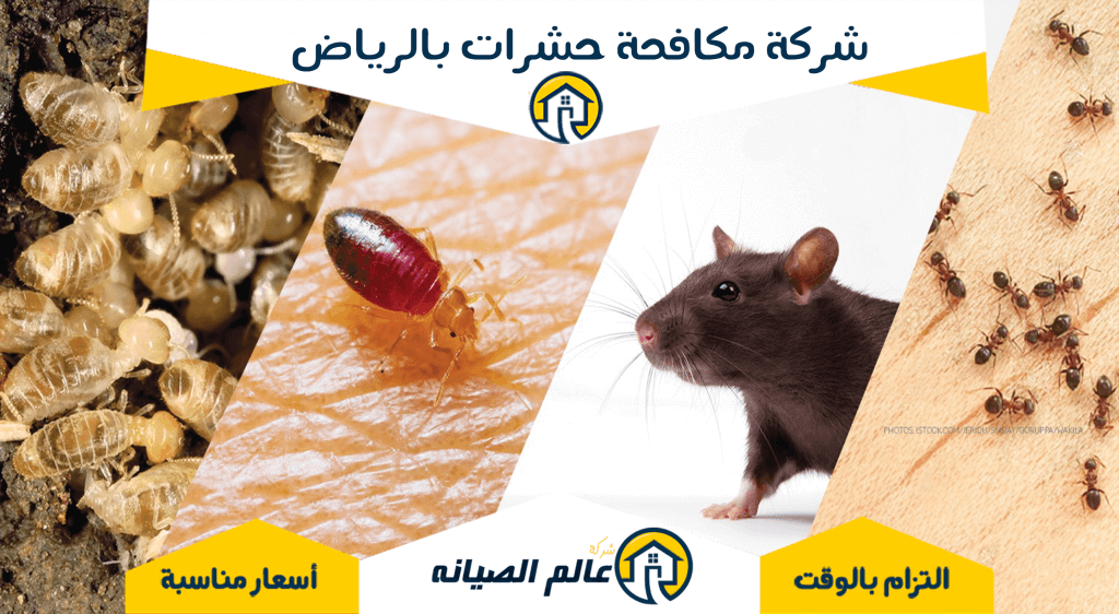 شركة مكافحة حشرات بالرياض