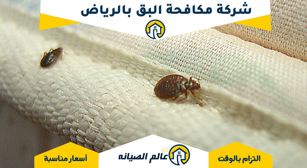 مكافحة حشرات البق في الرياض: الدليل الشامل