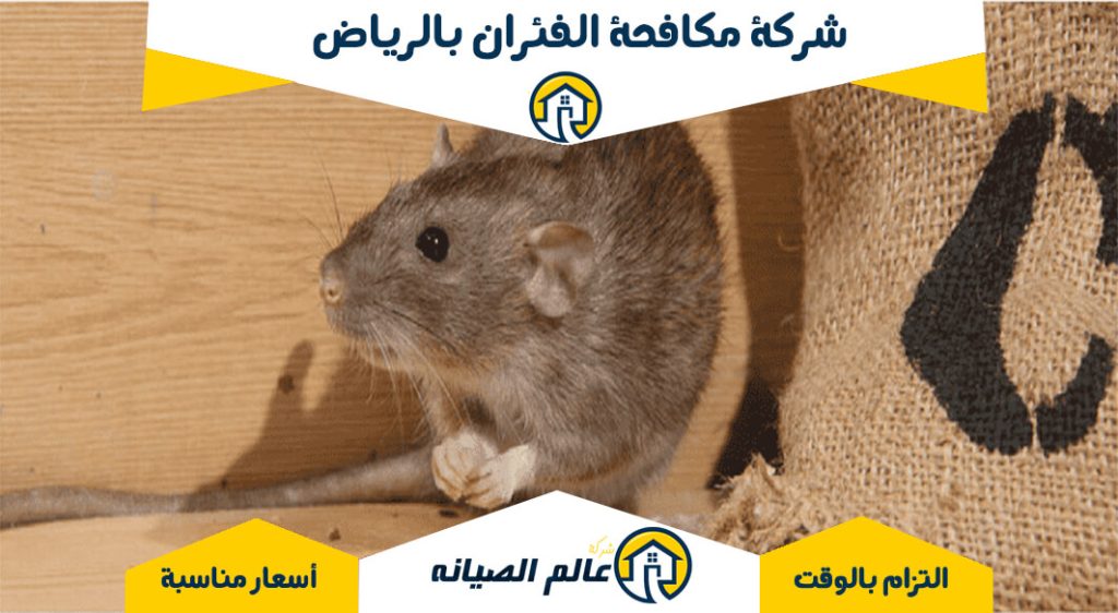 شركة مكافحة الفئران بالرياض