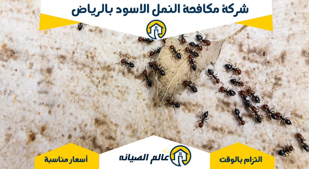 شركة مكافحة النمل الاسود بالرياض
