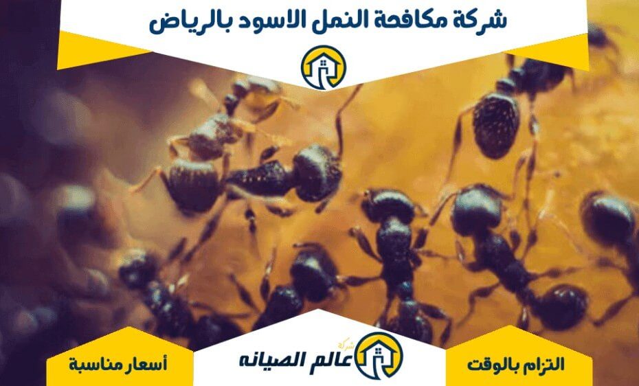 شركة مكافحة النمل الاسود بالرياض