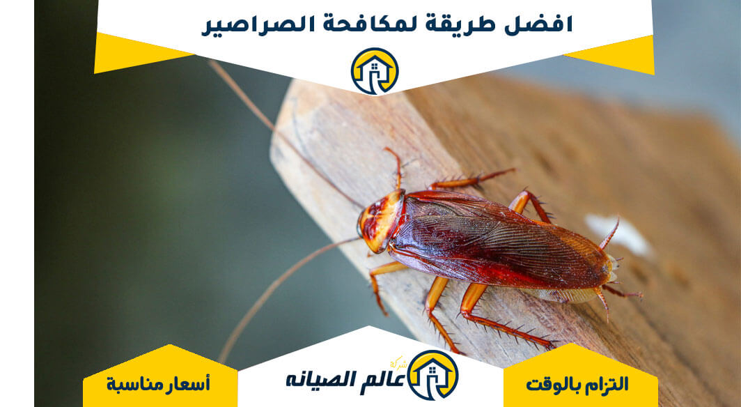 أسهل طرق مكافحة الصراصير الصغيرة في السعودية