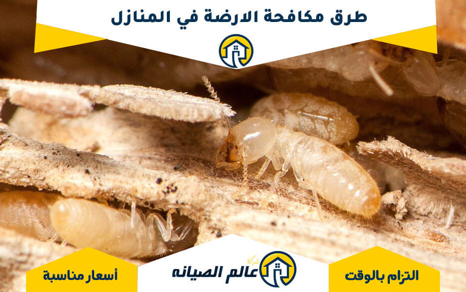 طرق مكافحة الارضة في المنازل