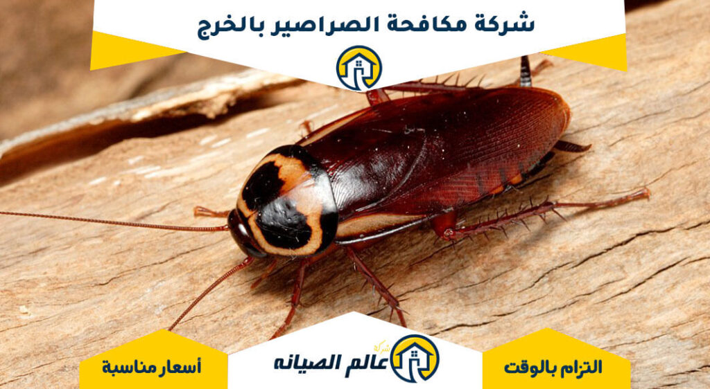 مسكنك مكافحة الصراصير الخرج: دليل شامل لمواجهة الصراصير في منزلك